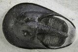 Impressive Scotoharpes Trilobite - Boudib, Morocco #312731-3